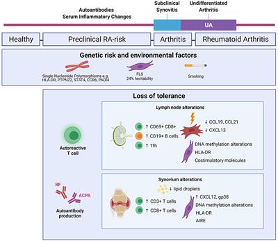 Bridging Insights From Lymph Node and Synovium Studies in Early Rheumatoid Arthritis